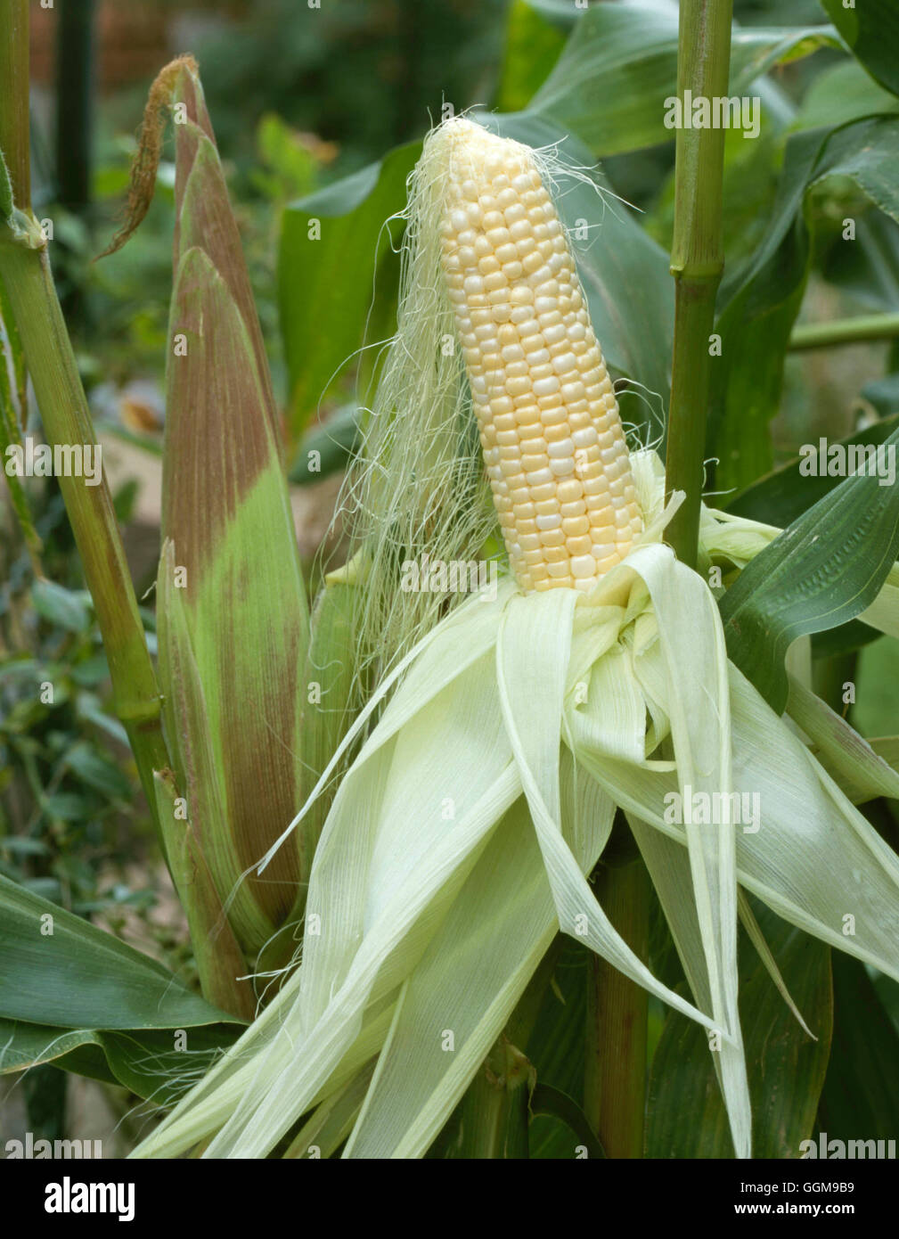 Sweetcorn - `Serendipity'   VEG097230 Stock Photo